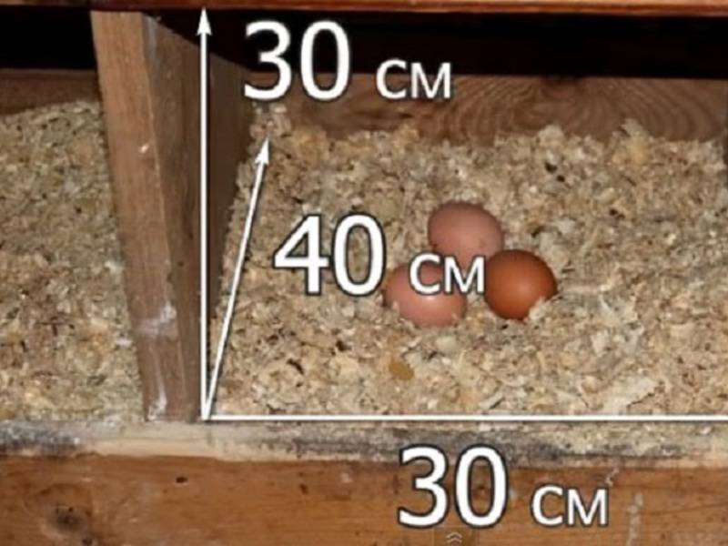 Гнезда для кур несушек своими руками: принципы