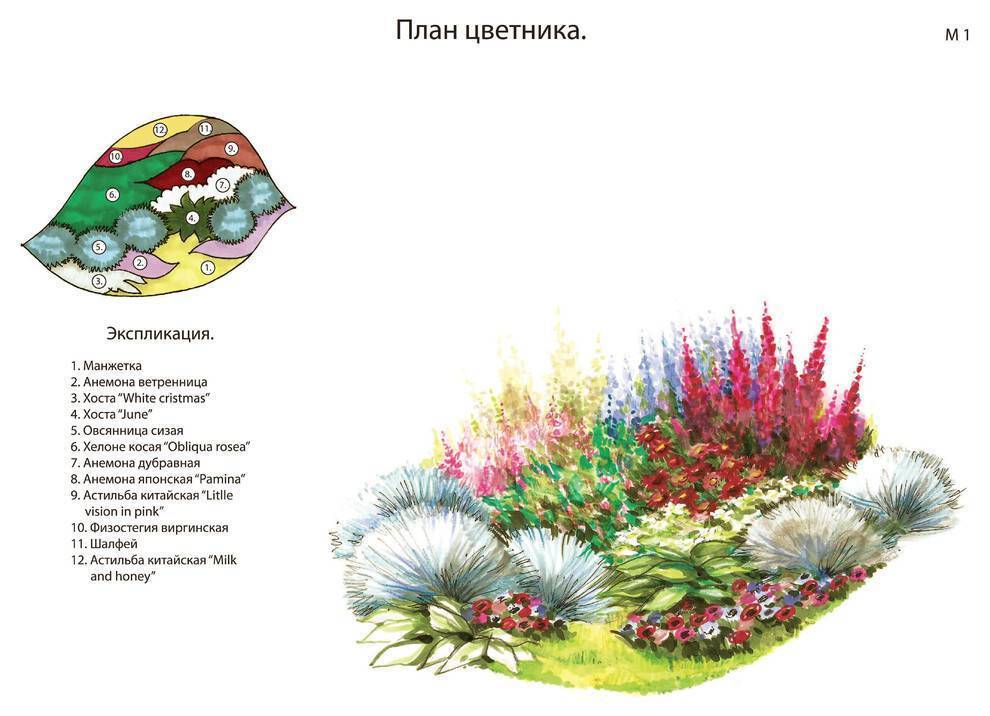 Миксбордер непрерывного цветения схема посадки