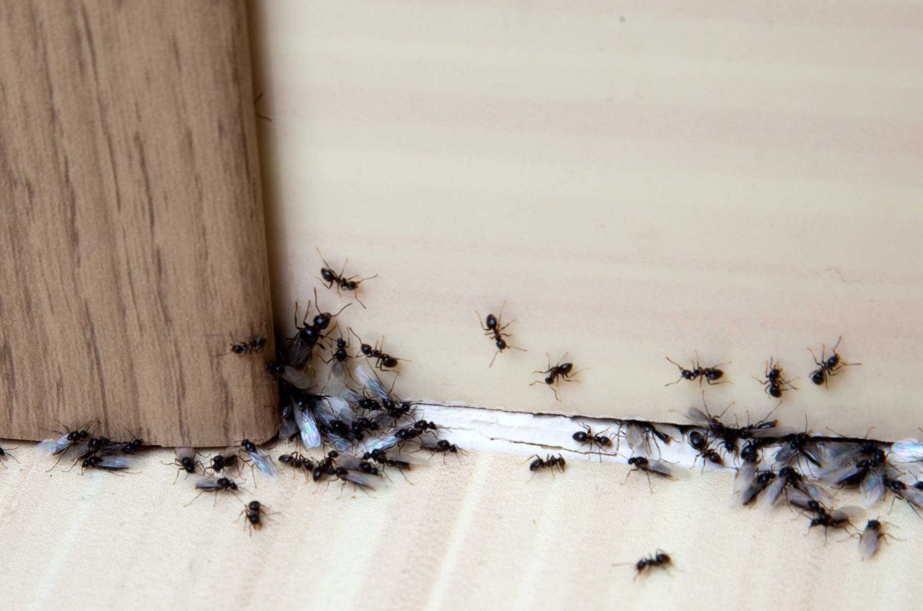 Как избавиться от ужасного. Нашествие муравьев. Маленькие муравьи в квартире. Маленькие муравьи на кухне. Гнездо домашних муравьев.
