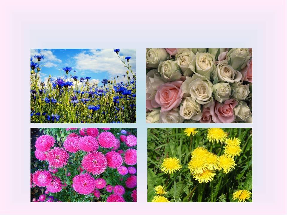 Определите несколько растений весенних цветников. Растения весенних цветников названия. Чудесные цветники. Чудесные цветники весной. Чудесные цветники осенью.