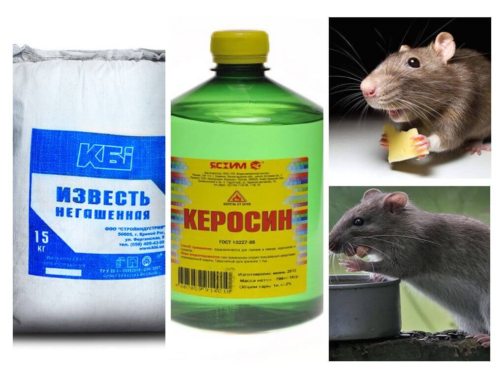 Чего боятся мыши - народные средства