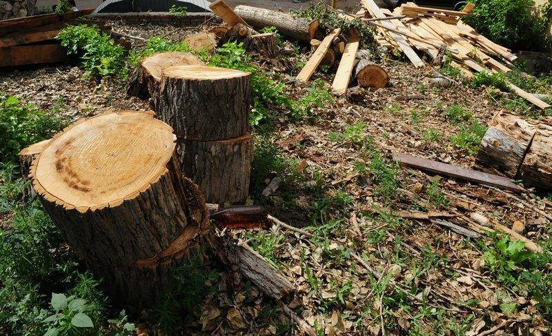 Штраф за вырубку деревьев, за срубленное дерево: размер и сумма наказания, оплата