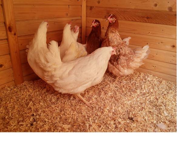 Бактерии для подстилки в курятнике, живые для птиц на скотный двор, глубокая