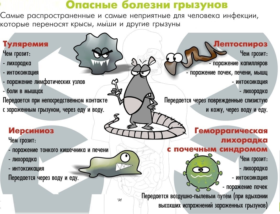 Как избавиться от крыс на участке: какой вред наносят, обзор лучших средств борьбы с ними - химические средства, физическое воздействие, отпугивание, живые крысоловки, санитарно-гигиенические меры