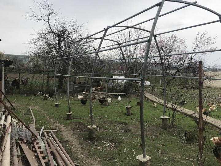 Виноград зимой в теплице