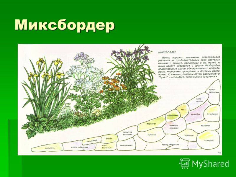 Миксбордер своими руками: схемы подбора растений, фото дизайна, советы по проектированию и посадке