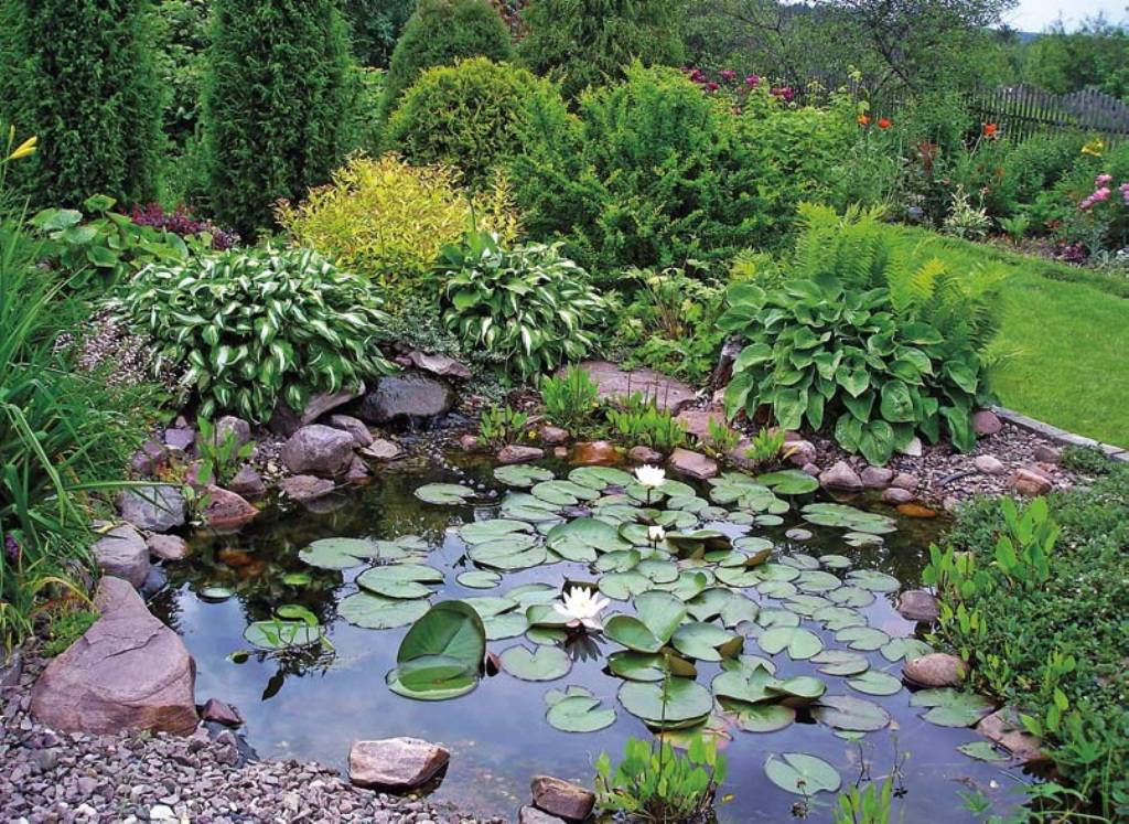 Pond plant. Ландшафтный сад "нимфея парк". Нимфеи-прудовые. Хосты у прудика. Прудик для нимфеи ландшафтном.