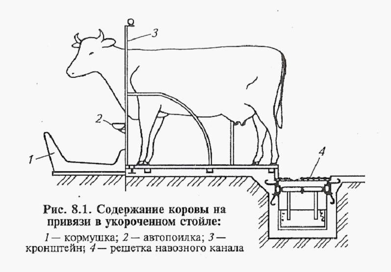 Стойло для коровы, размеры