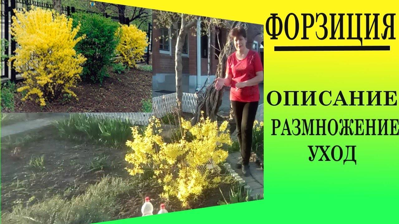 Форзиция (форсантия) - описание кустарника, условия произростания, посадка и уход