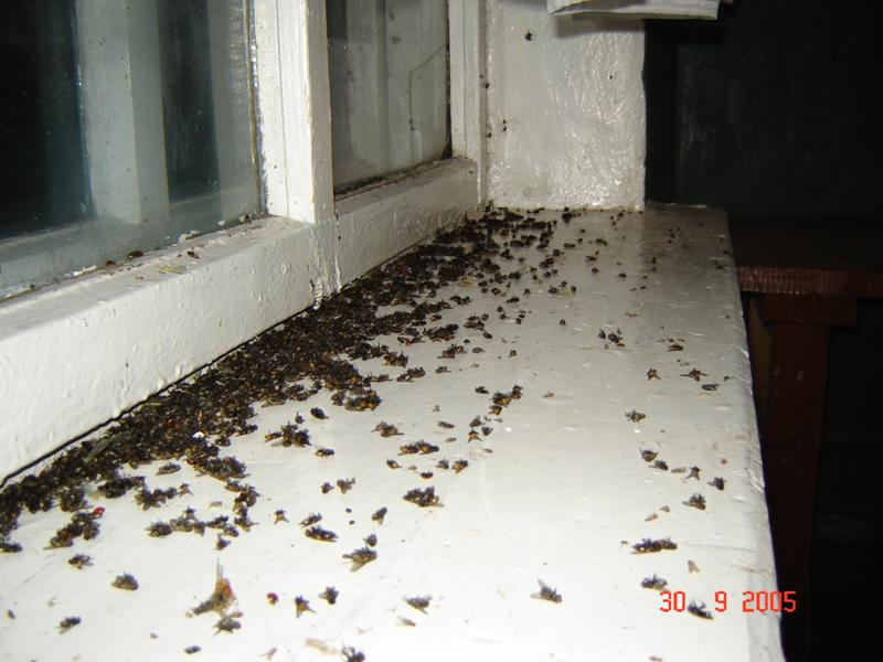 Зимой дома появилась муха. Насекомые на балконе. Маленькие мошки на подоконнике. Насекомые на подоконнике в квартире. Мертвые мошки на подоконнике.