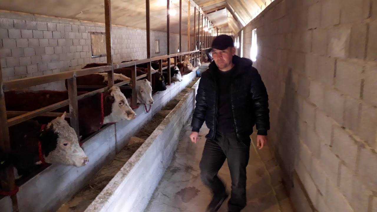 Стойла для быков и коров