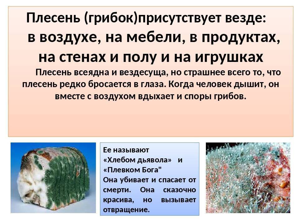 Удаление плесени с древесины - 10 способов, обработка и защита