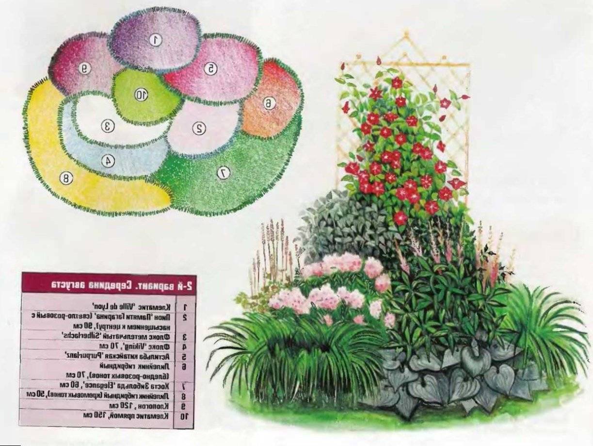 Цветник миксбордер непрерывного цветения схема