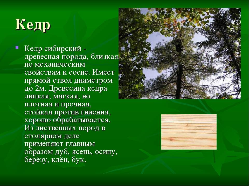 Применение хвойной. Породы древесины. Лиственные породы древесины. Информация о древесине. Кедр описание древесины.