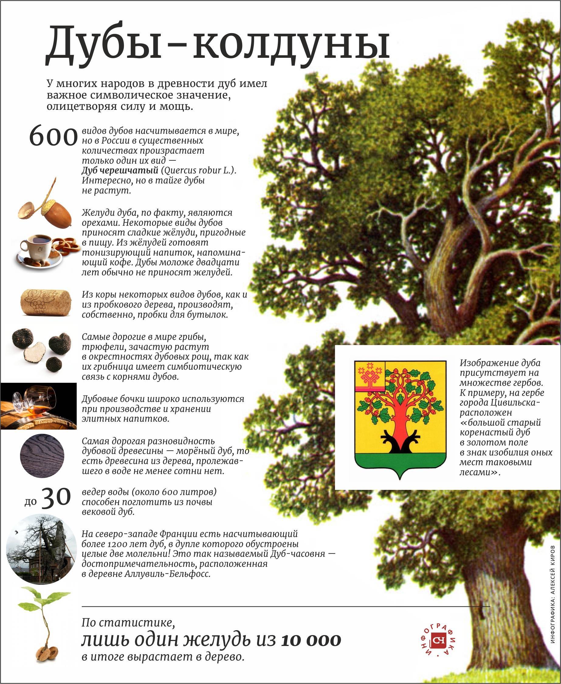 Описание дуба. Интересные факты о дубе. Дуб дерево описание. Удивительные факты про дуб.