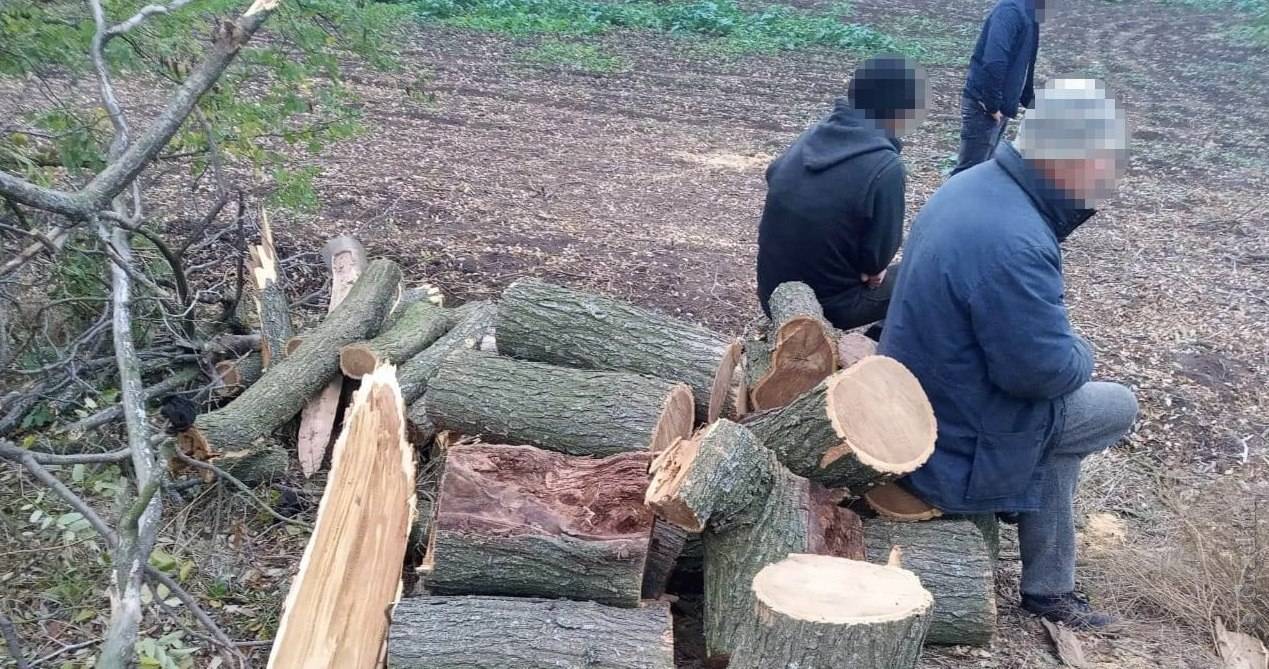 Как срубить дерево на дачном участке и не получить штраф - вместе.ру