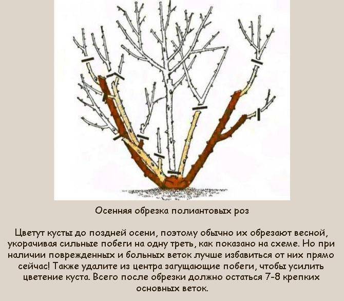 Обрезка канадских роз весной схема