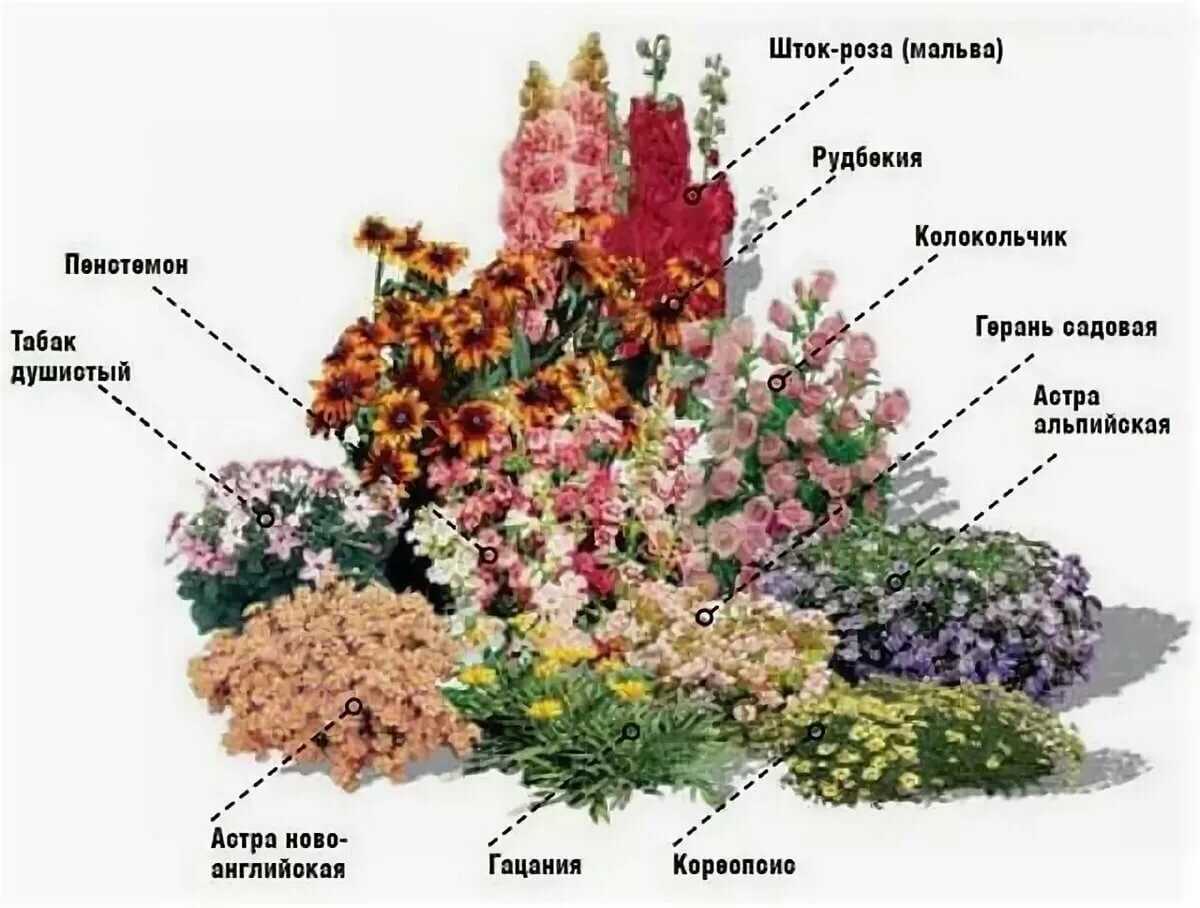Как сделать клумбу из многолетников, чтобы цвела все лето - goodogorod.ru