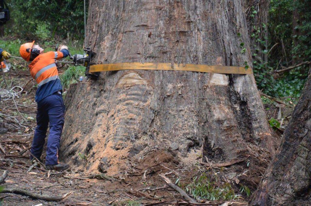 Штрафы за незаконную вырубку деревьев