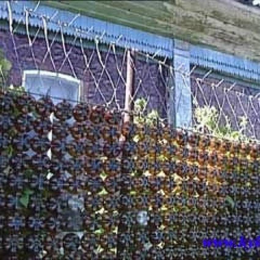 Грядки на даче: как сделать ограждение из пластиковых бутылок