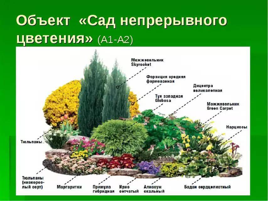 Ландшафтный дизайн схемы с описанием растений