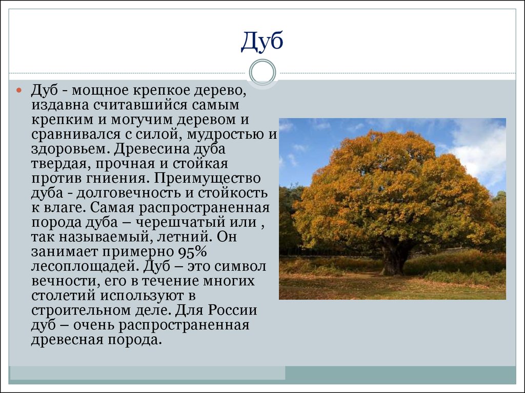 Дерево содержание