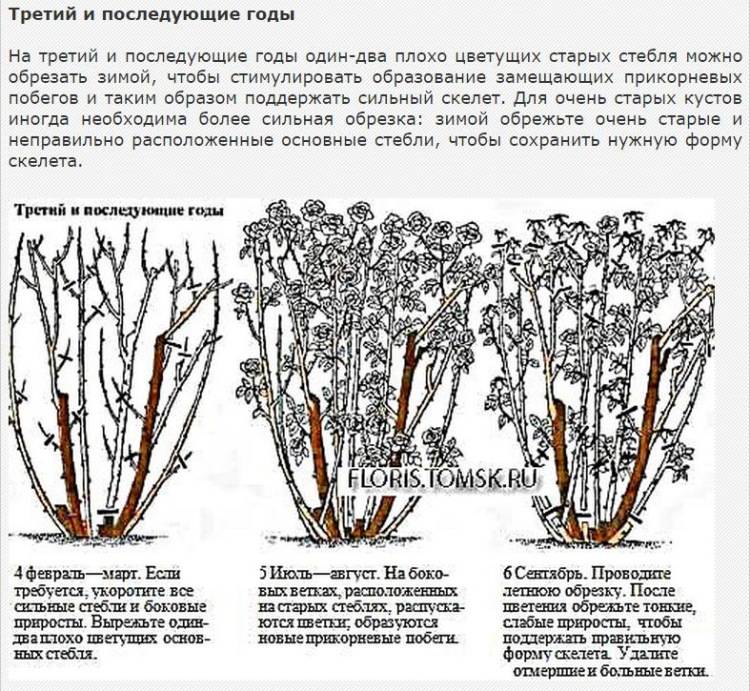 Как обрезать розы осенью перед укрытием. Схема обрезки роз флорибунда. Обрезка роз шрабы. Обрезка плетистой розы весной схема. Плетистая роза обрезка осенью.