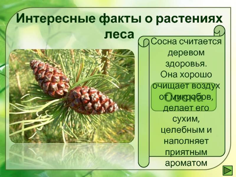 Сосна обыкновенная, характеристика, виды, лечебные свойства, интересные факты ???? фанфакт.ру