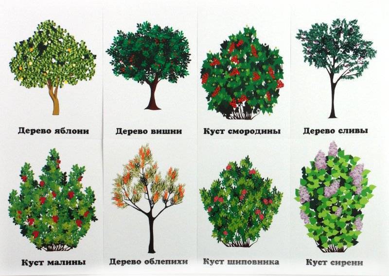 Виды декоративной подсветки деревьев и кустарников