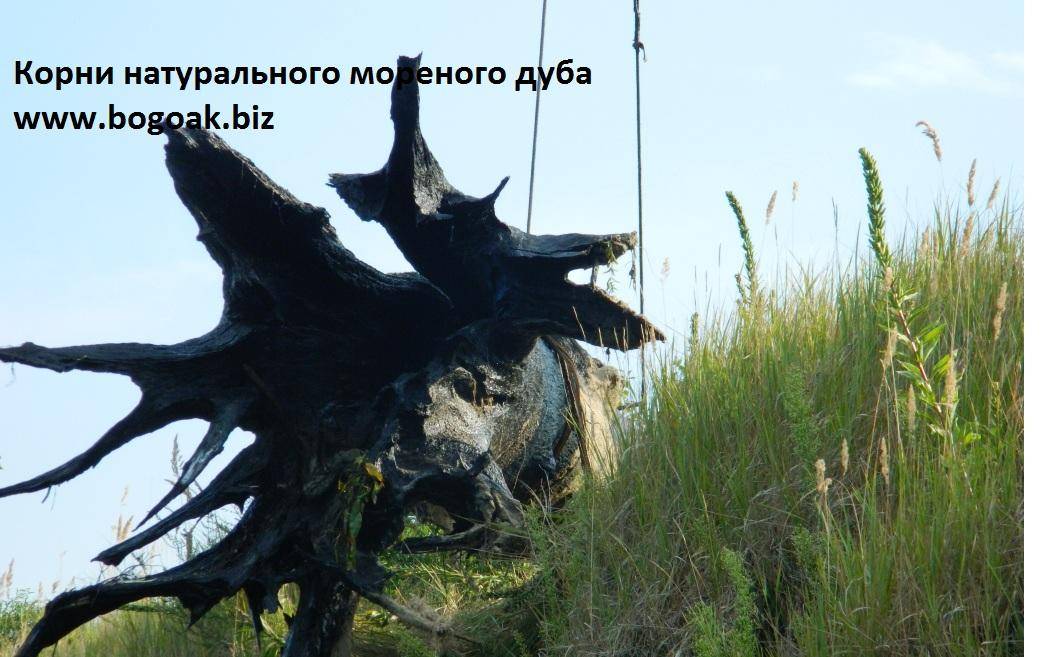 Интересные факты о мореном дубе