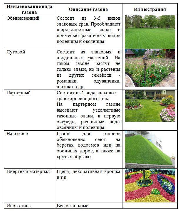 10 лучших видов газонной травы: названия и описания, с фото и рекомендациями