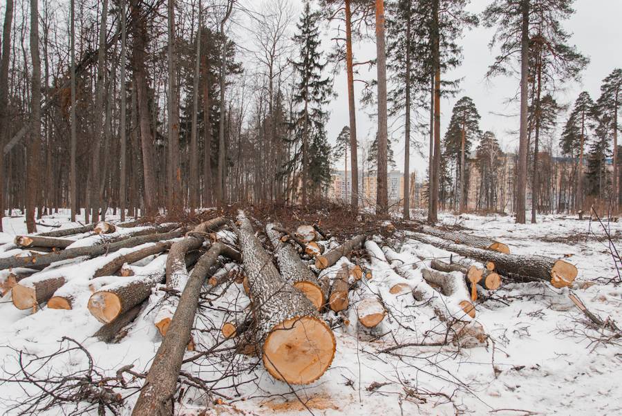 Штраф за вырубку деревьев. административная и уголовная ответственность :: businessman.ru