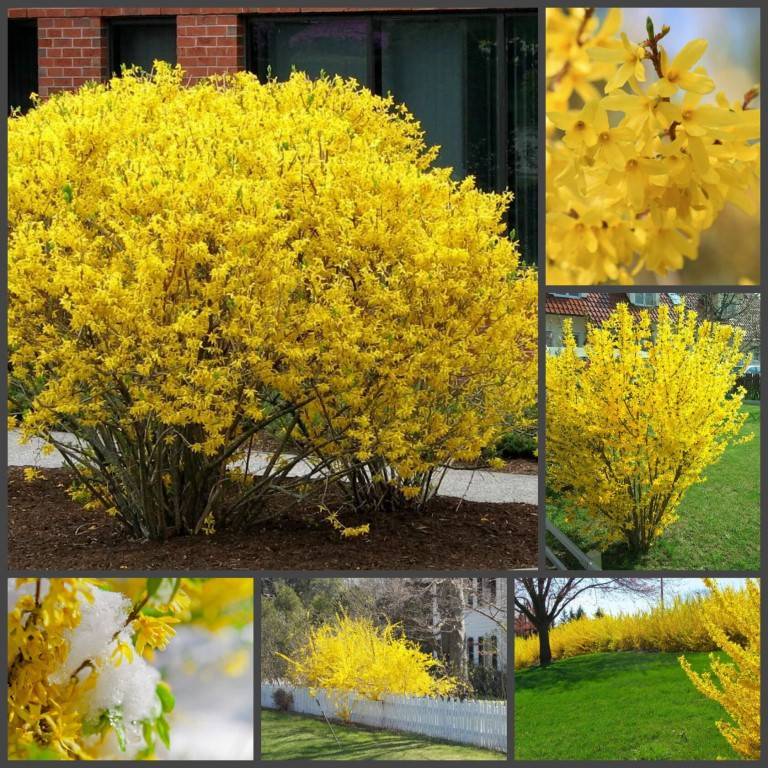 Форзиция промежуточная (Forsythia Intermedia Lynwood c2