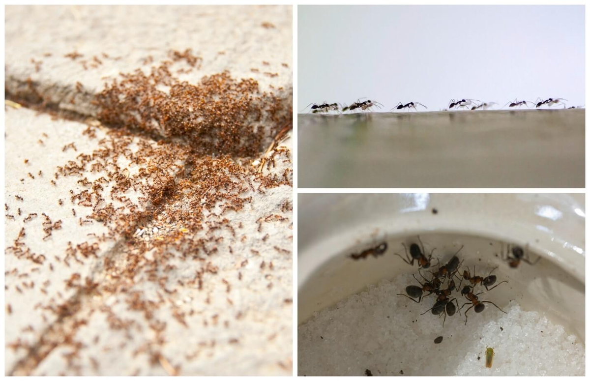 Как вывести муравьев из дома в домашних. Фараоновые муравьи Муравейник. Маленькие муравьи в квартире. Муравьи домашние мелкие. Рыжие муравьи.