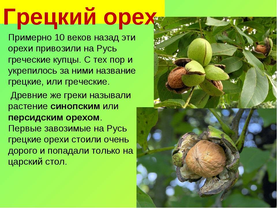 Почему орех горький. Плоды грецкого ореха на дереве. Где растут грецкие орехи. Орех типа грецкого название. Орехи с описанием.