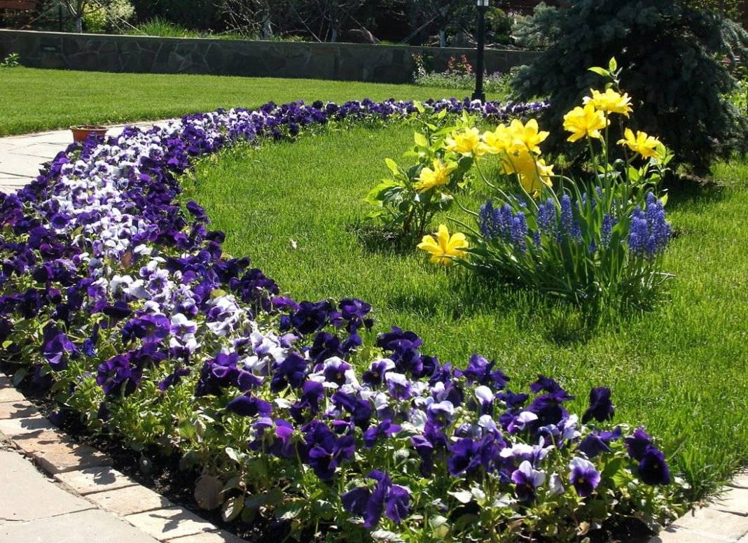 Бордюрные многолетники: обзор красивых низкорослых цветков (98 фото)