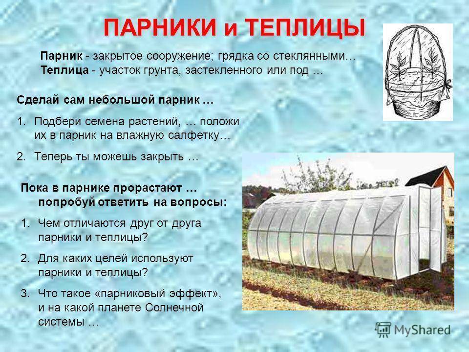 Теплица и парник: отличия, достоинства и недостатки