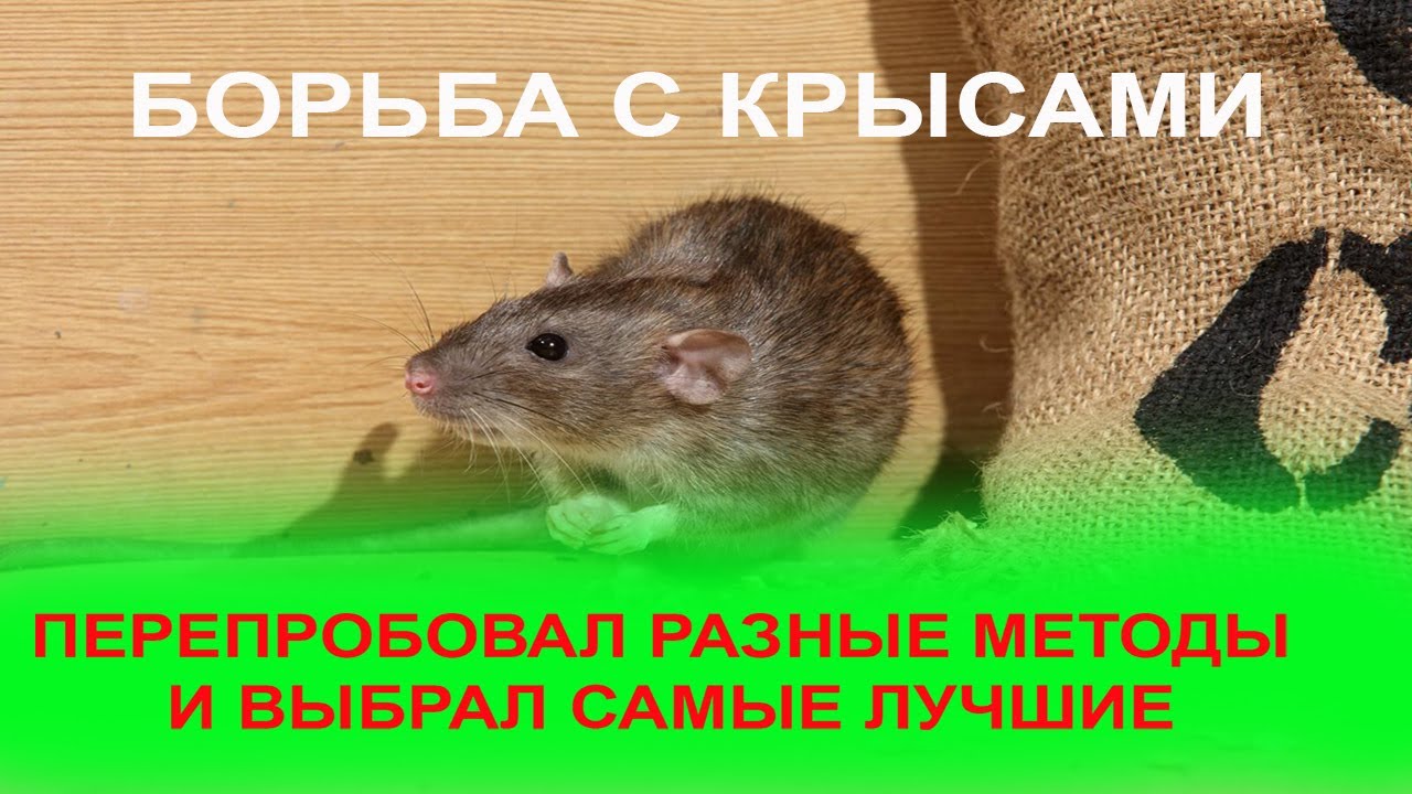 Сборник самых действенных способов как найти и убить крысу в доме или квартире