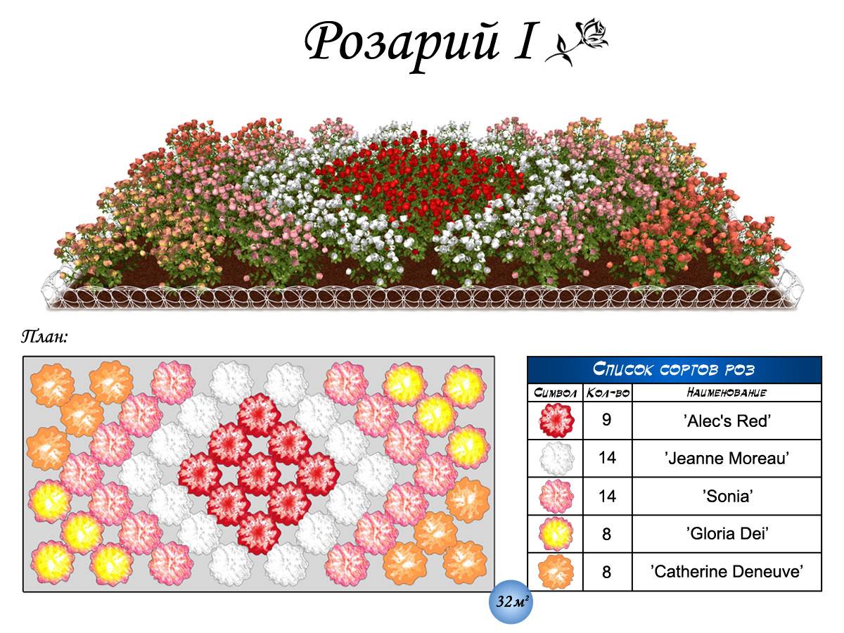 Как обустроить розарий на дачном участке схема посадки