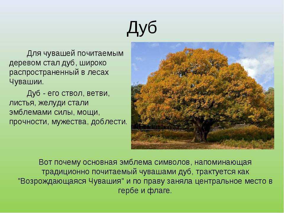 Сколько дубов в мире. Дуб для презентации. Описание дуба. Сообщение о дубе. Информация о деревьях.