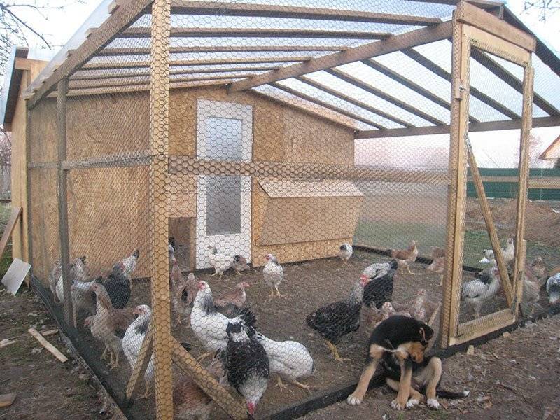 Выращивание бройлеров в клетках на мясо для начинающих