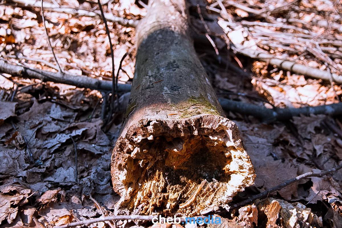Штраф за спиленное дерево в городе, в лесу или на своем участке: каковы его размеры в разных случаях, а также другие виды наказаний за незаконную вырубку