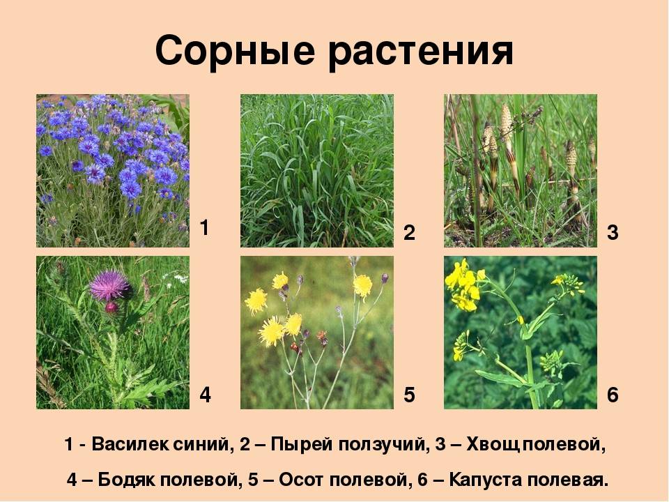 Декоративные травы и злаки для украшения сада и дачного участка: фото и названия самых популярных растений, рекомендации по посадке