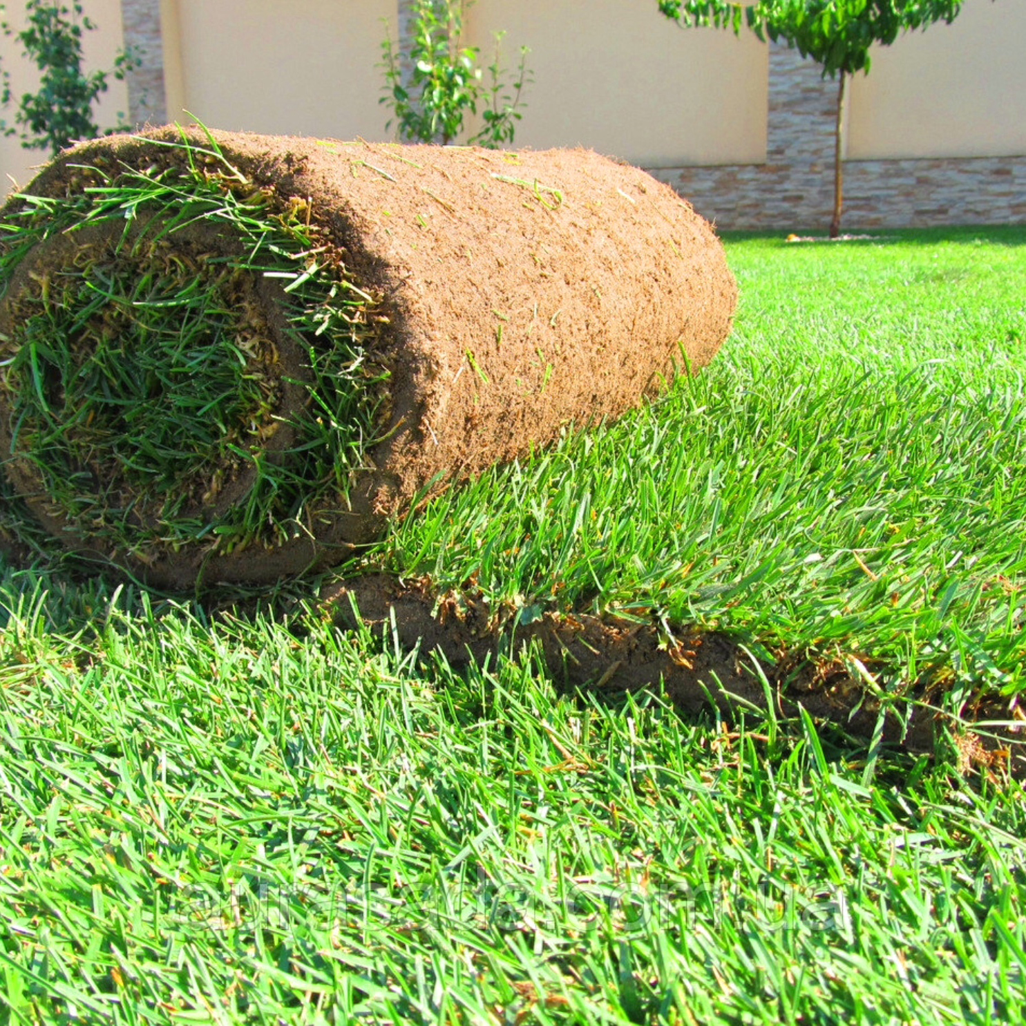 Рулонный газон: как укладывать самостоятельно живой ковер на участке возле дома