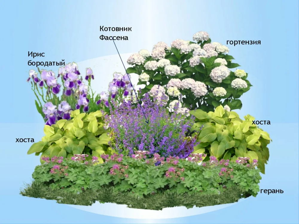 Многолетние кустовые цветы для сада: названия, фото и описание