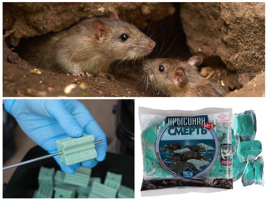 Борьба с крысами в домашних условиях народными средствами