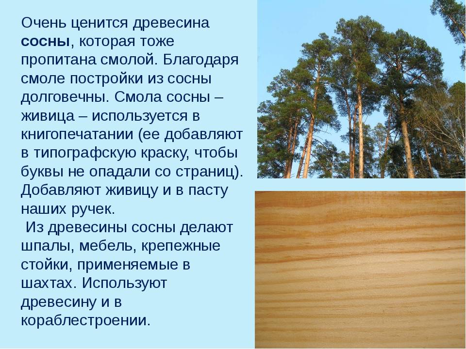 Дерева можно применять для. Древесина сосны используется. Древесина сосна применяется. Древесина хвойных используется для производства. Сосна где используется древесина.