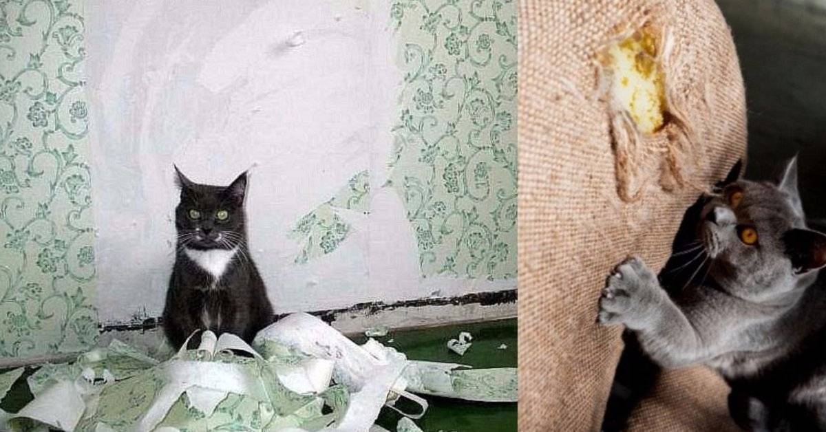 6 действенных способов отучить кота от вредной привычки точить когти о мебель