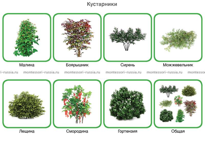 Кустарник рисунок с названием