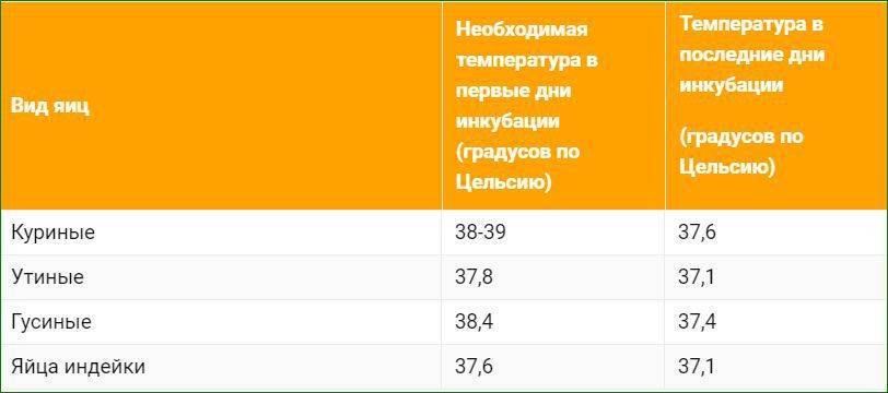 Разведение индоутки, важные моменты : Утки - Страница 2